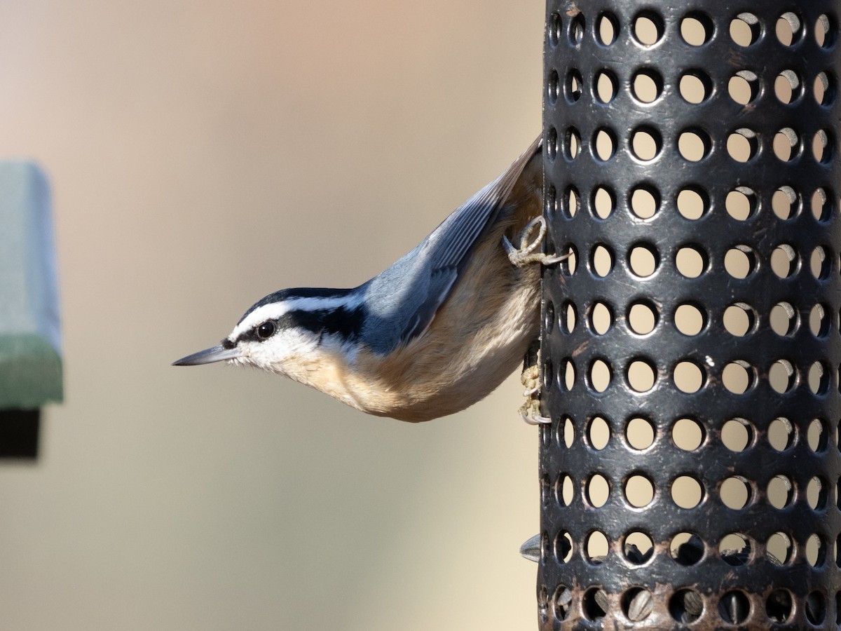Red-breasted Nuthatch - ML645832358
