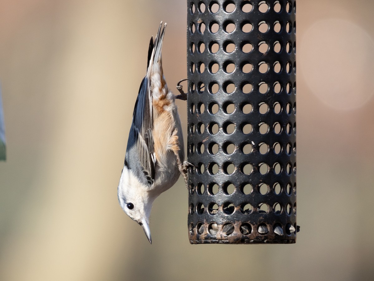 White-breasted Nuthatch - ML645832359