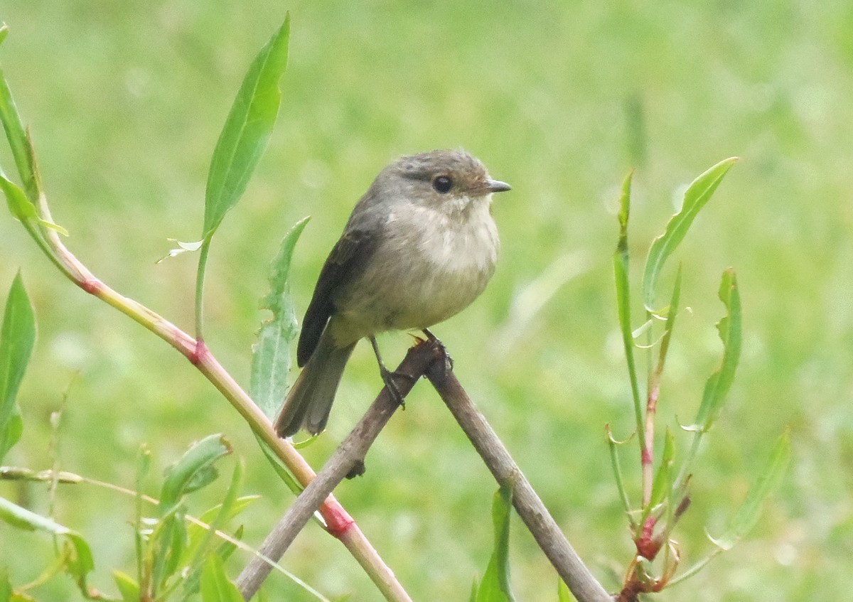 African Dusky Flycatcher - ML645832360