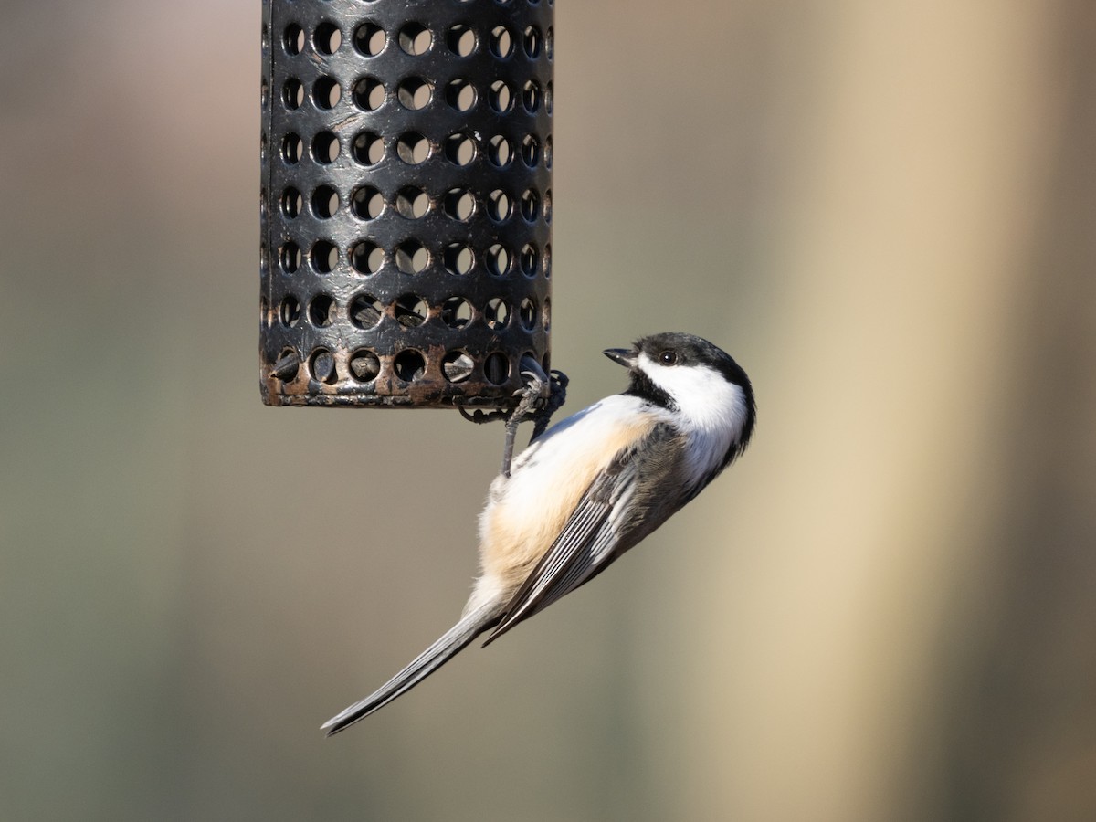 Black-capped Chickadee - ML645832363