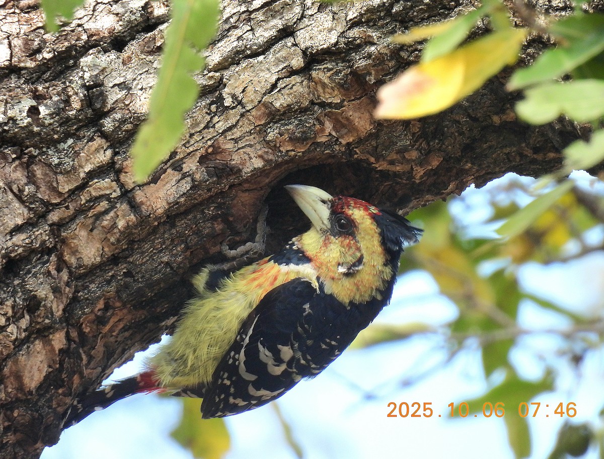 Crested Barbet - ML645832366