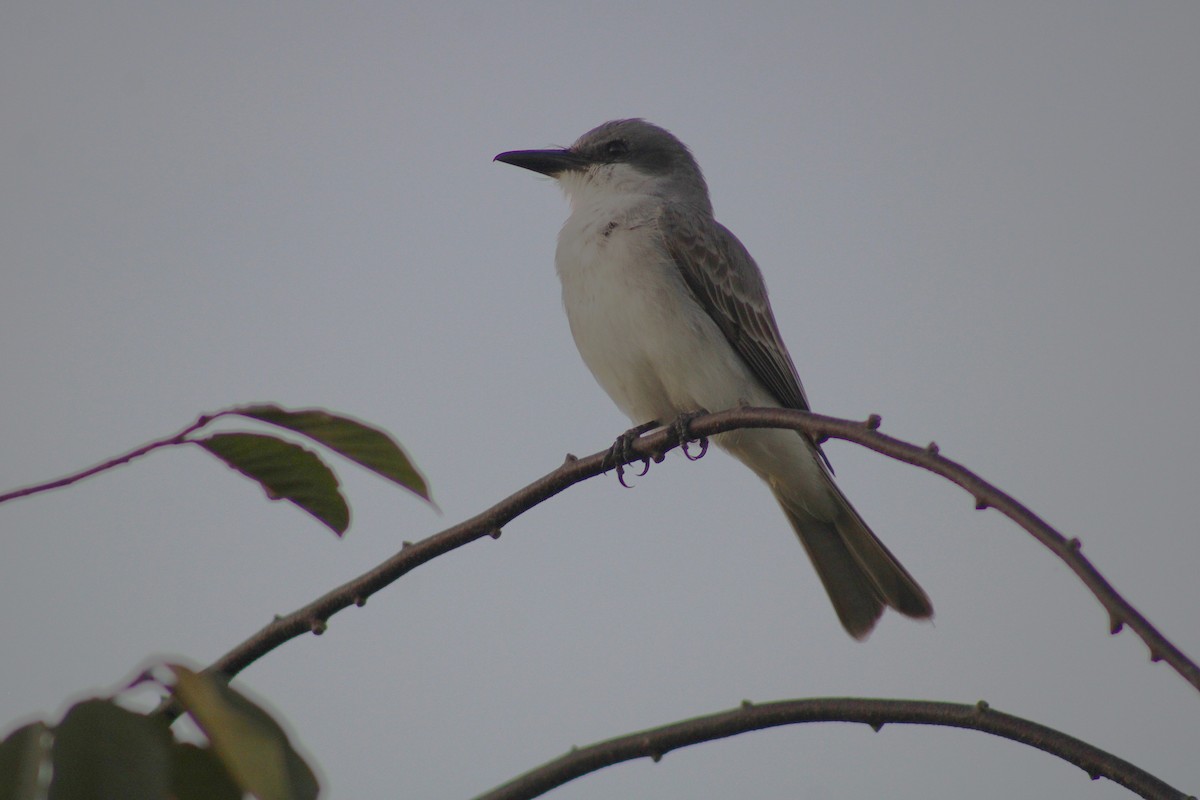 Gray Kingbird - ML645832368