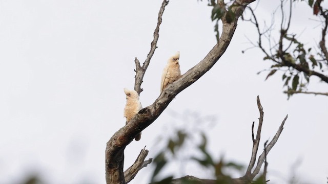 Western Corella - ML645832369