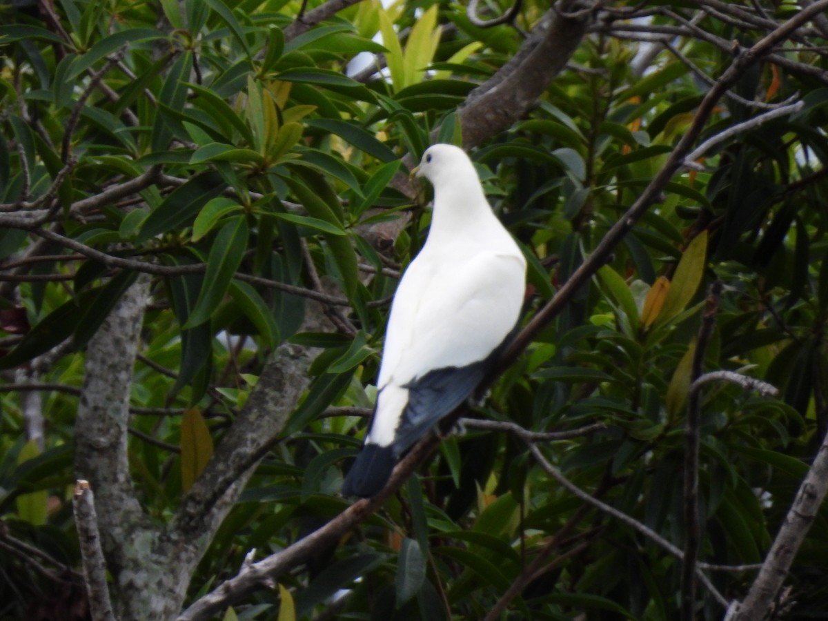 Torresian Imperial-Pigeon - ML645832370