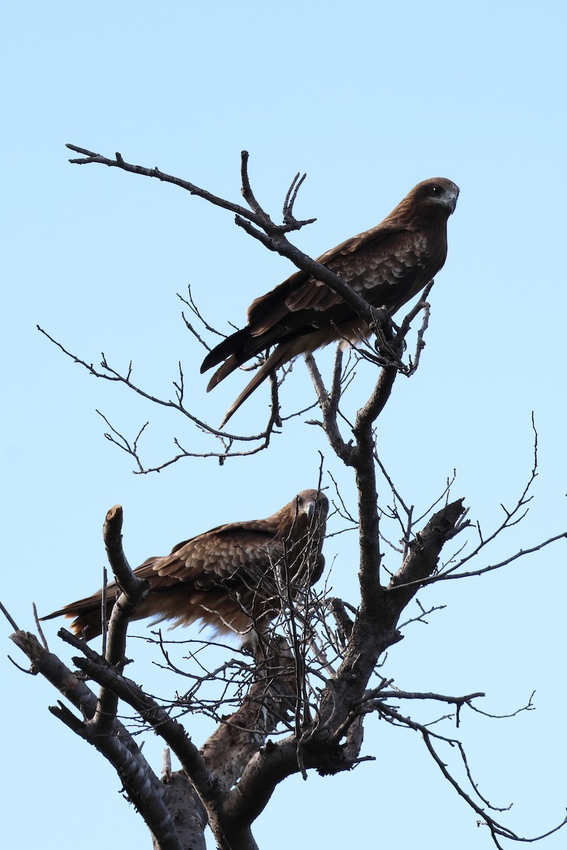Black Kite - ML645832372