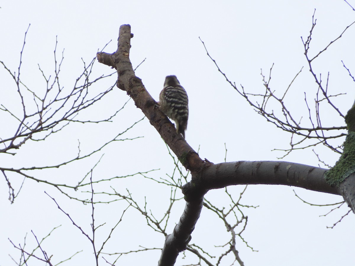 Japanese Pygmy Woodpecker - ML645832373