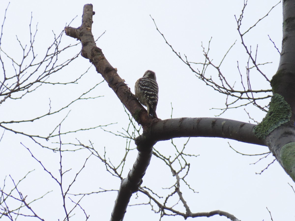 Japanese Pygmy Woodpecker - ML645832374