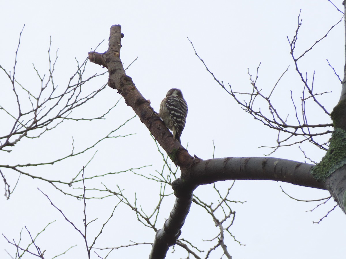 Japanese Pygmy Woodpecker - ML645832375