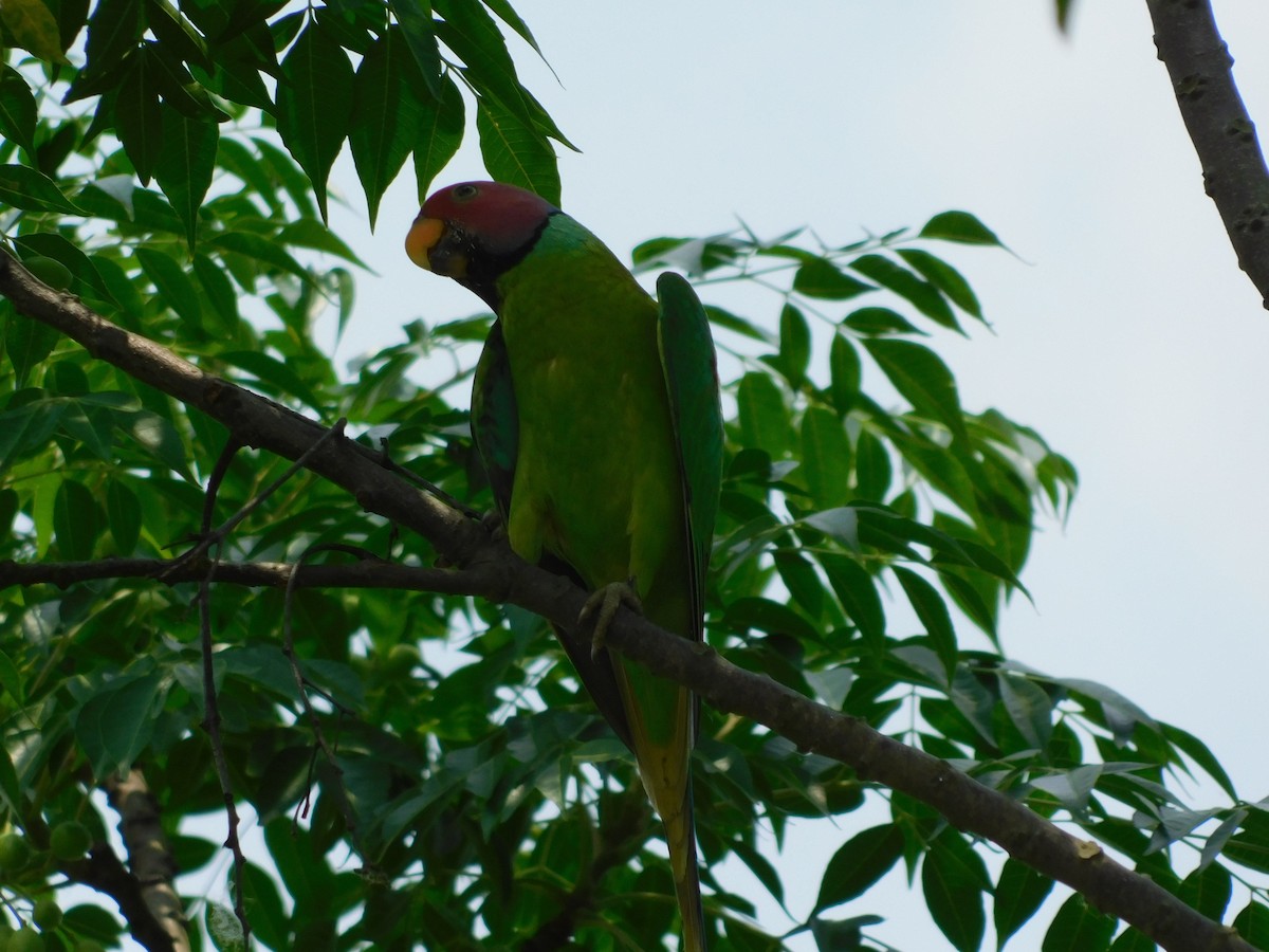 Plum-headed Parakeet - ML645832378