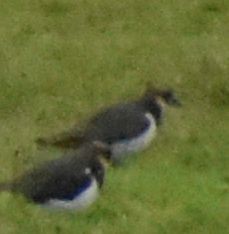 Northern Lapwing - ML645832386