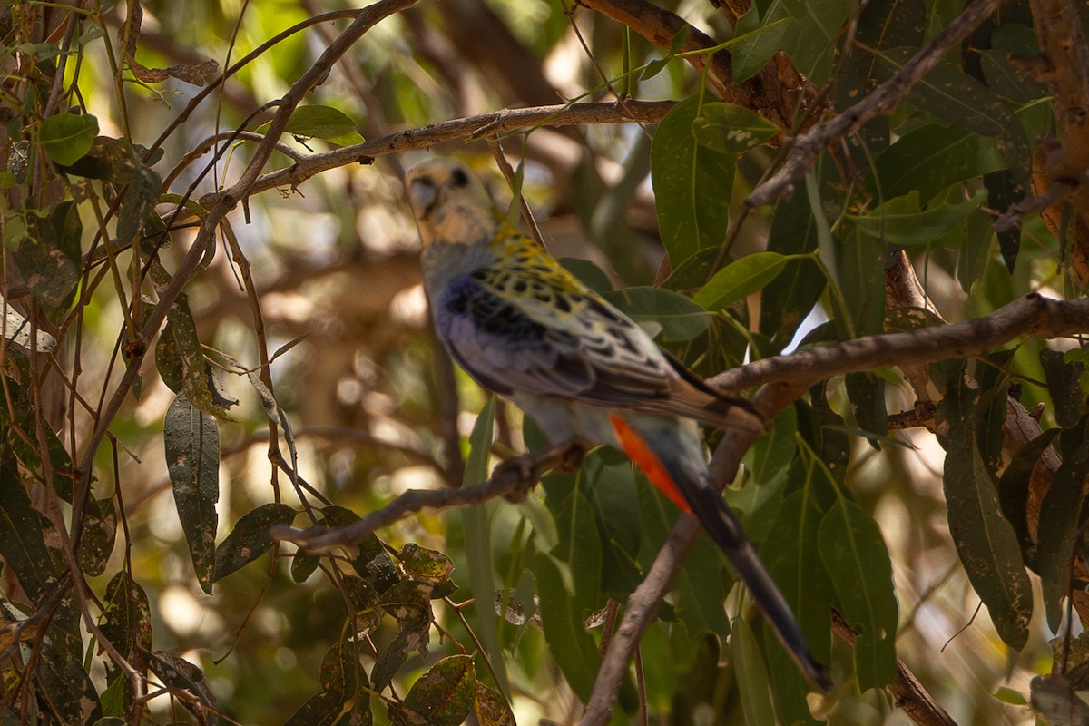 Pale-headed Rosella - ML645832388