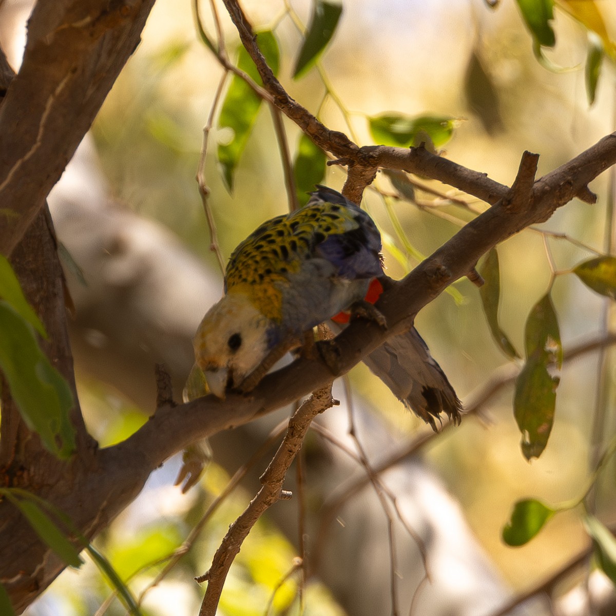 Pale-headed Rosella - ML645832389