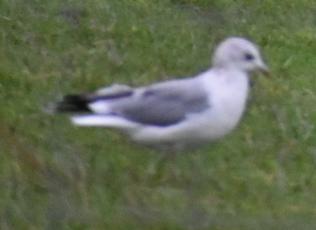 Common Gull - ML645832392
