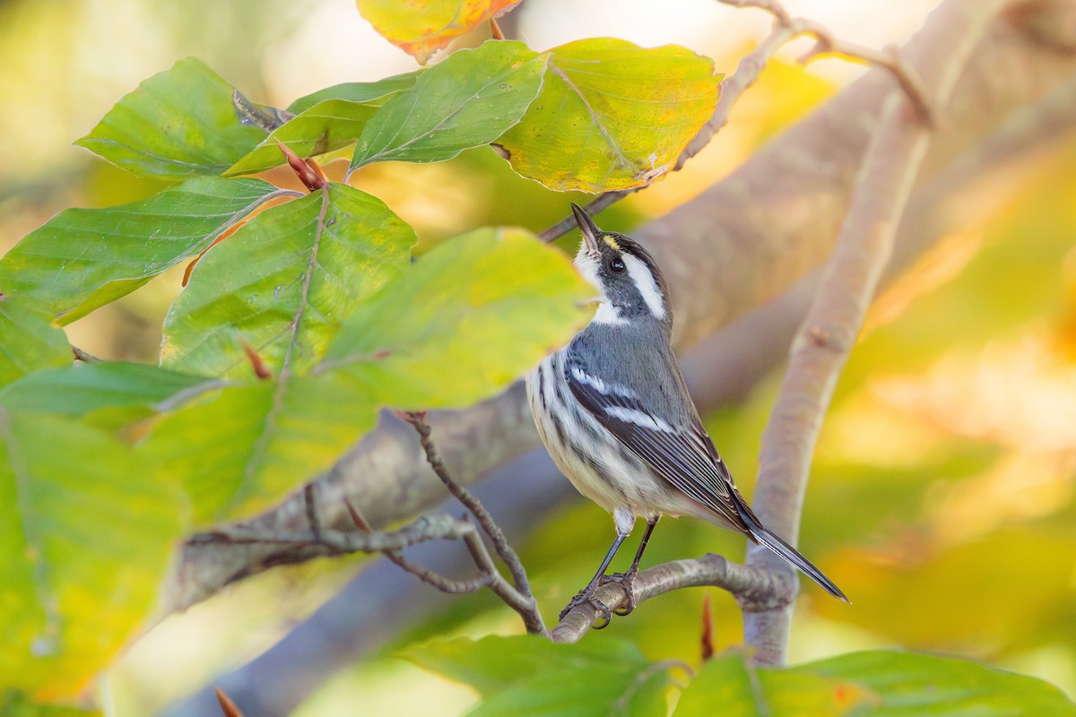 Black-throated Gray Warbler - ML645832394