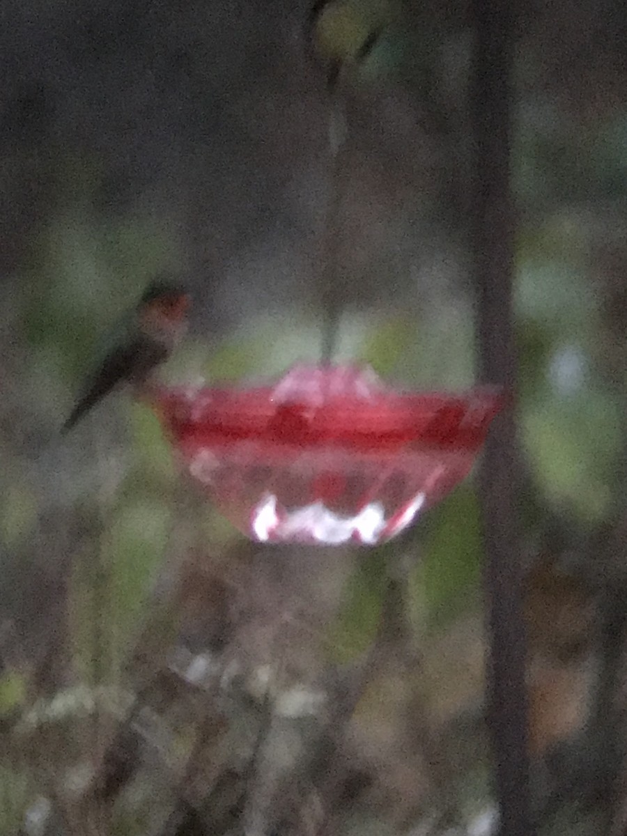 Ruby-throated Hummingbird - ML645832396