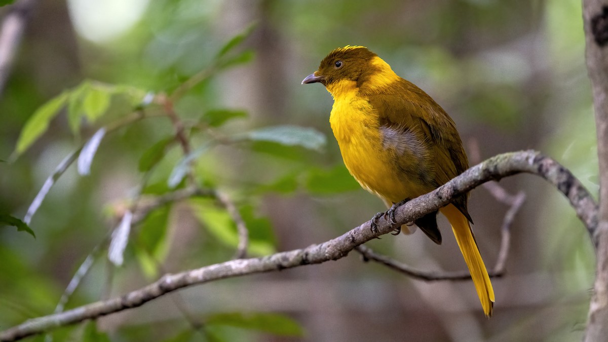 Golden Bowerbird - ML645832397
