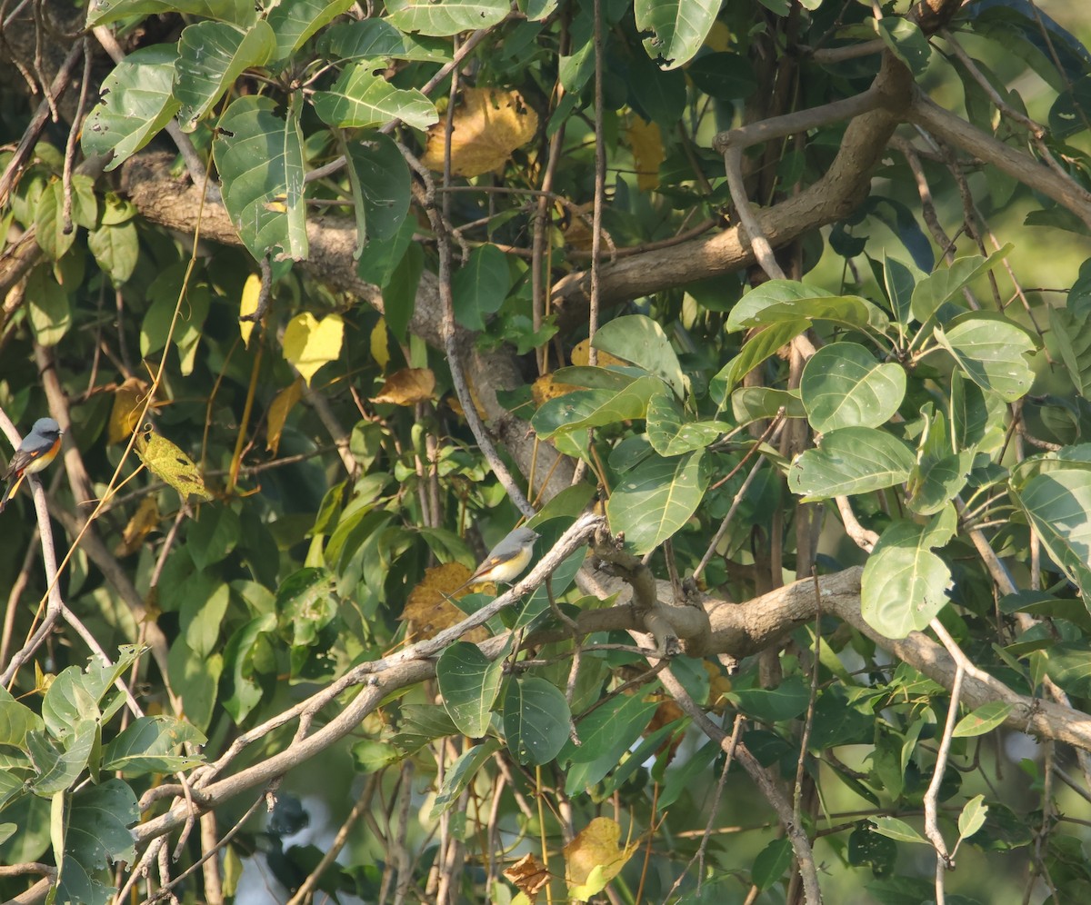 Small Minivet - ML645832398