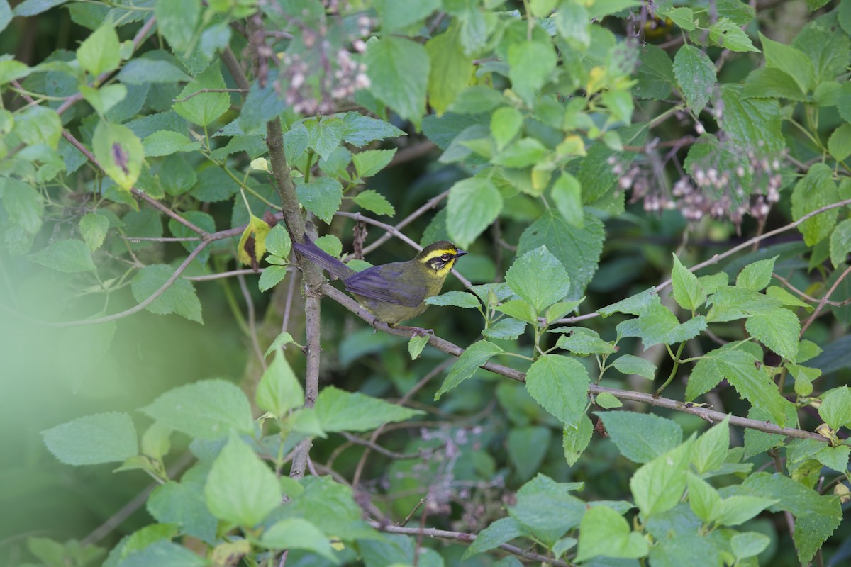 Yellow-striped Brushfinch - ML645832399