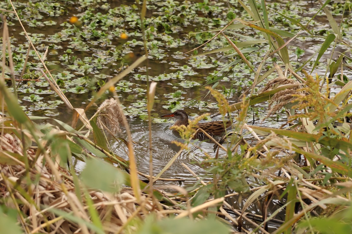 Brown-cheeked Rail - ML645832400