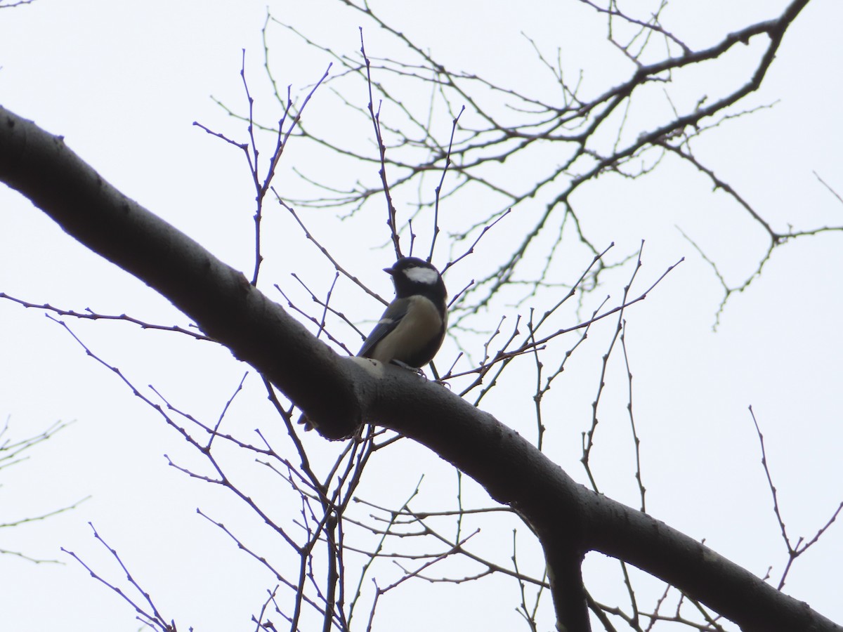Coal Tit - ML645832401