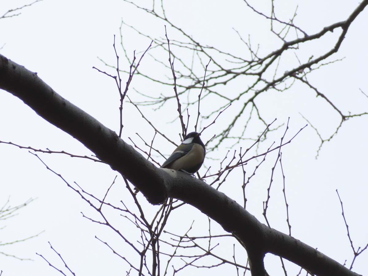 Coal Tit - ML645832402