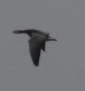 Barnacle Goose - ML645832404