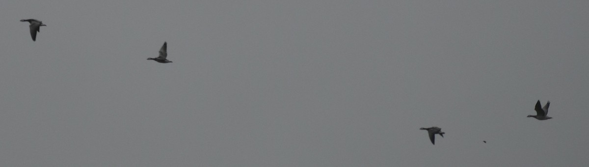 Barnacle Goose - ML645832405