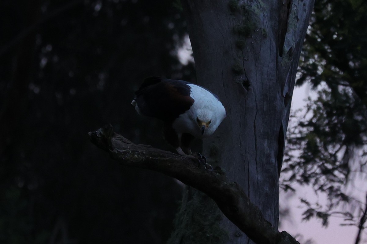 African Fish-Eagle - ML645832406