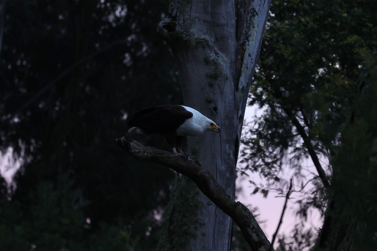 African Fish-Eagle - ML645832407