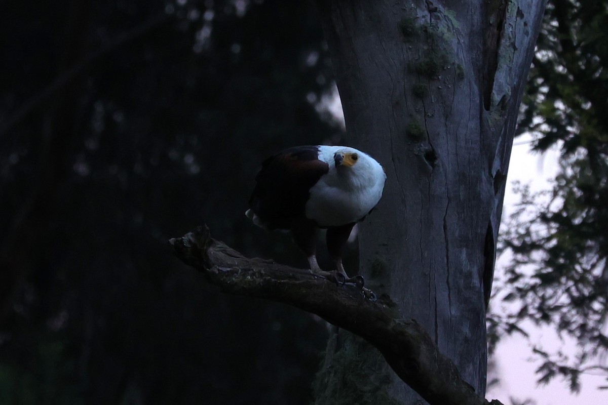 African Fish-Eagle - ML645832408