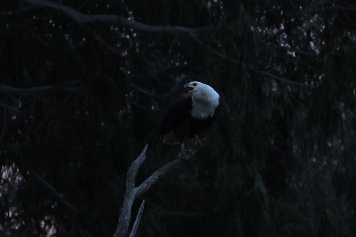 African Fish-Eagle - ML645832409