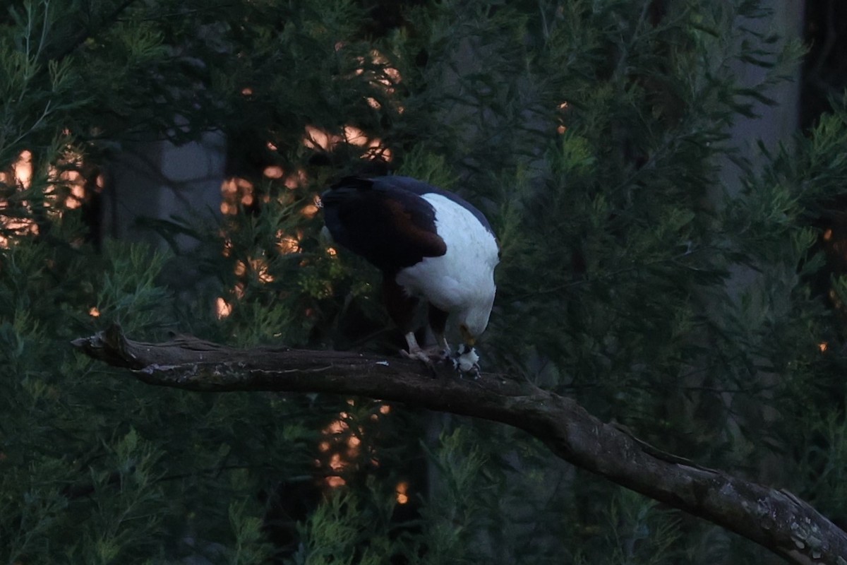 African Fish-Eagle - ML645832410