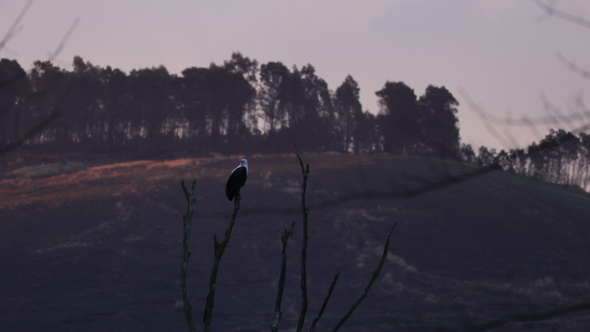 African Fish-Eagle - ML645832411