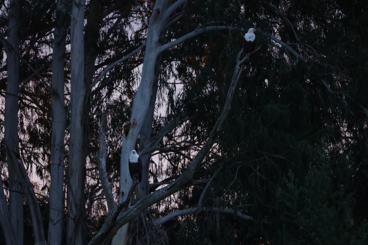 African Fish-Eagle - ML645832412