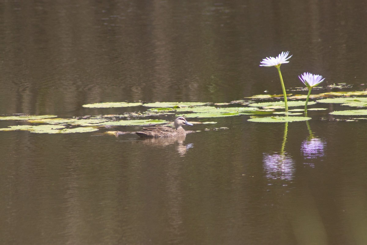 Pacific Black Duck - ML645832413