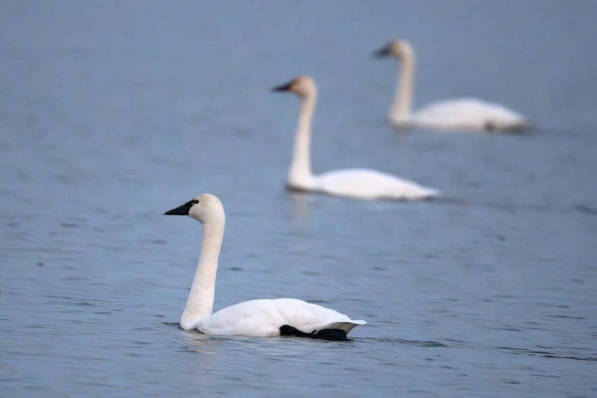 Tundra Swan - ML645832414