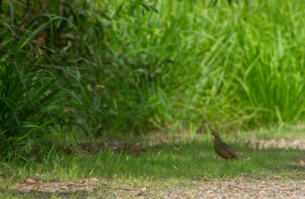 Brown Quail - ML645832416