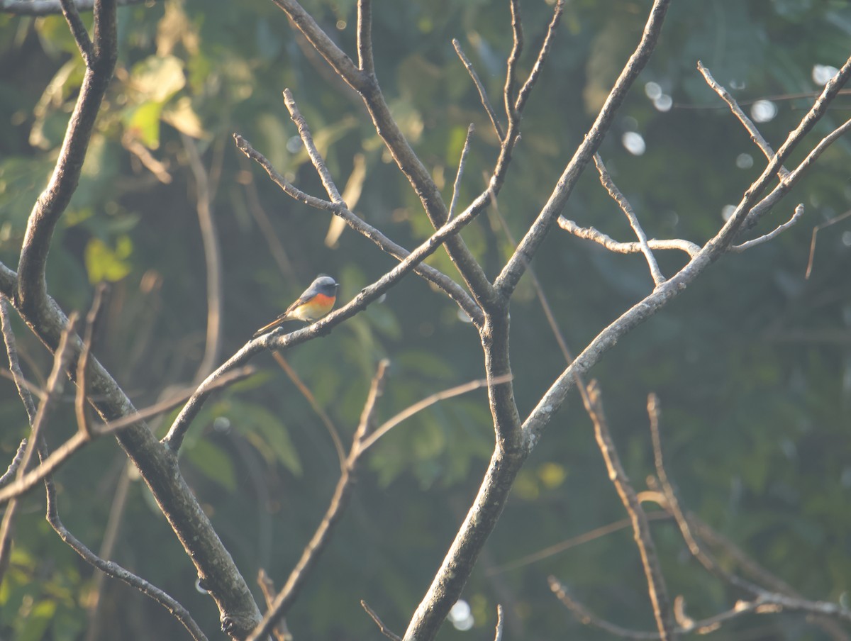 Small Minivet - ML645832418