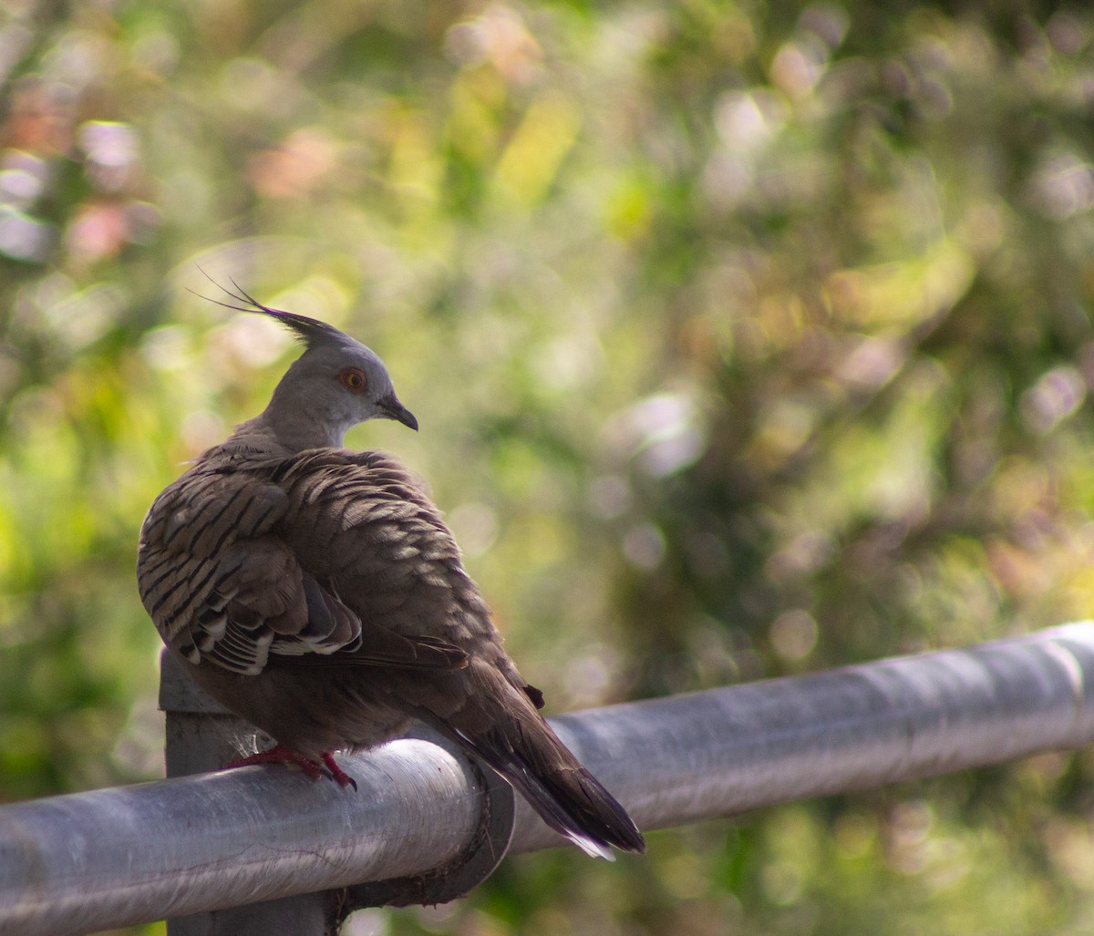 Crested Pigeon - ML645832419
