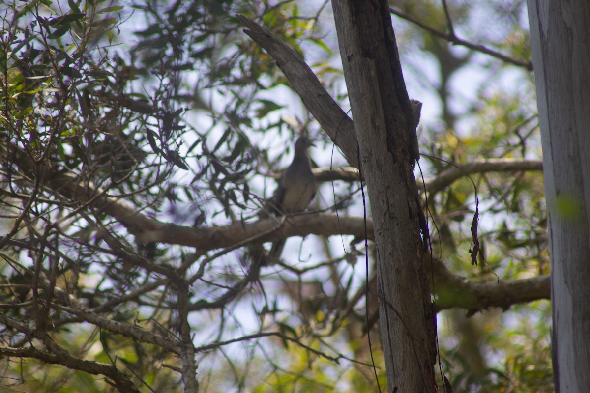 Bar-shouldered Dove - ML645832424