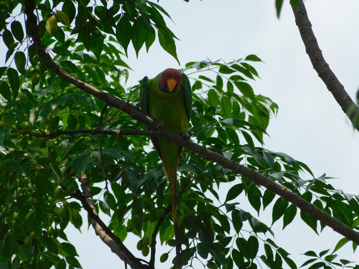 Plum-headed Parakeet - ML645832425