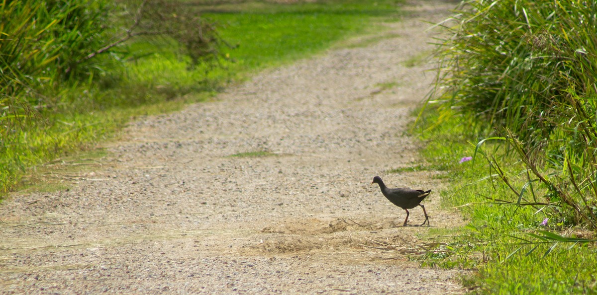 Dusky Moorhen - ML645832428