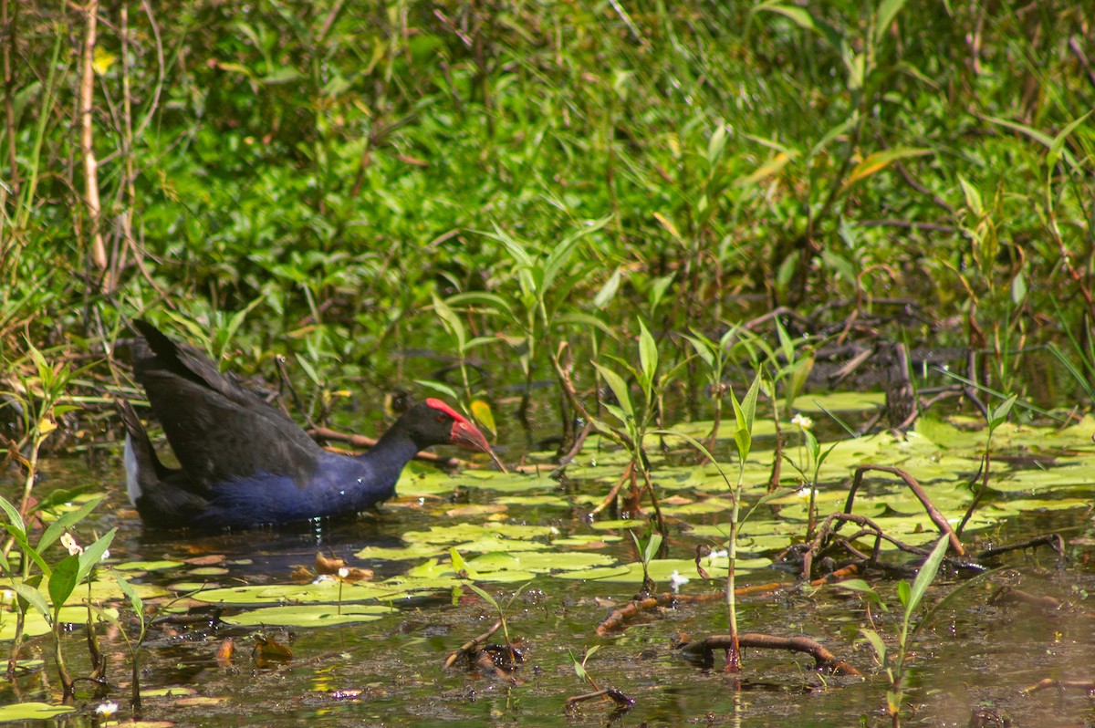 Australasian Swamphen - ML645832435