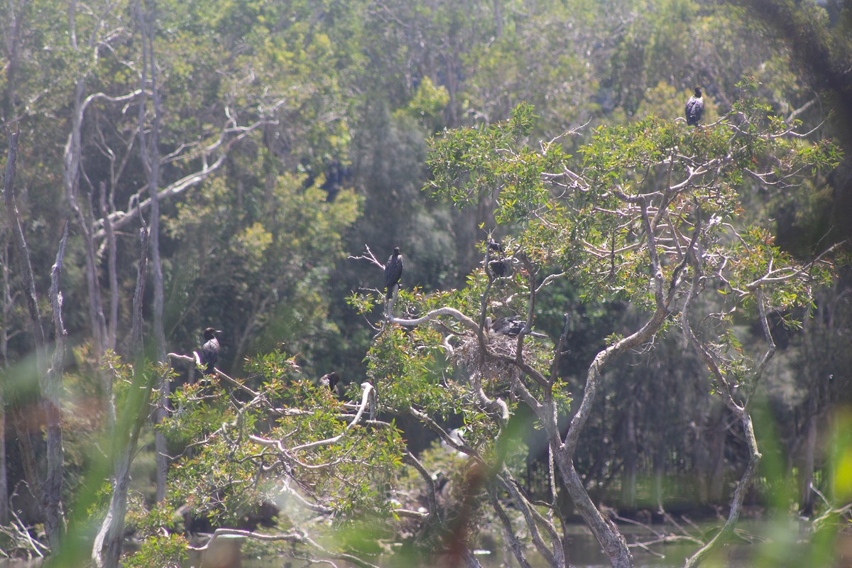 Little Black Cormorant - ML645832436