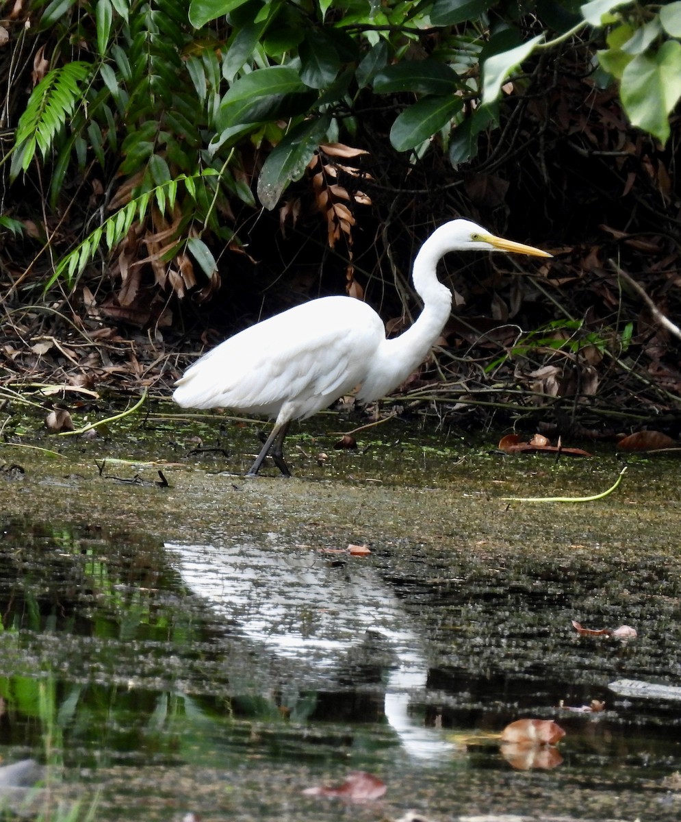 לבנית גדולה - ML645832438