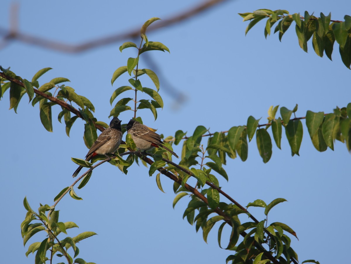 בולבול אדום-שת - ML645832439