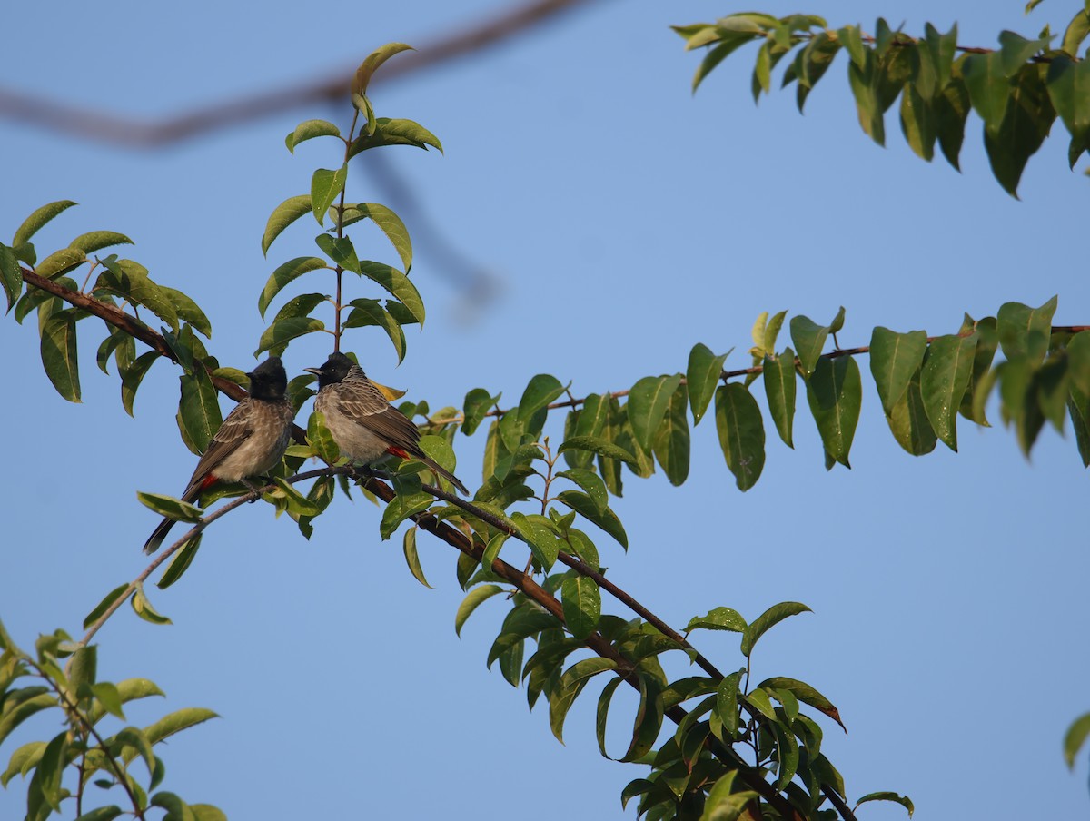 Бюльбюль червоногузий - ML645832441