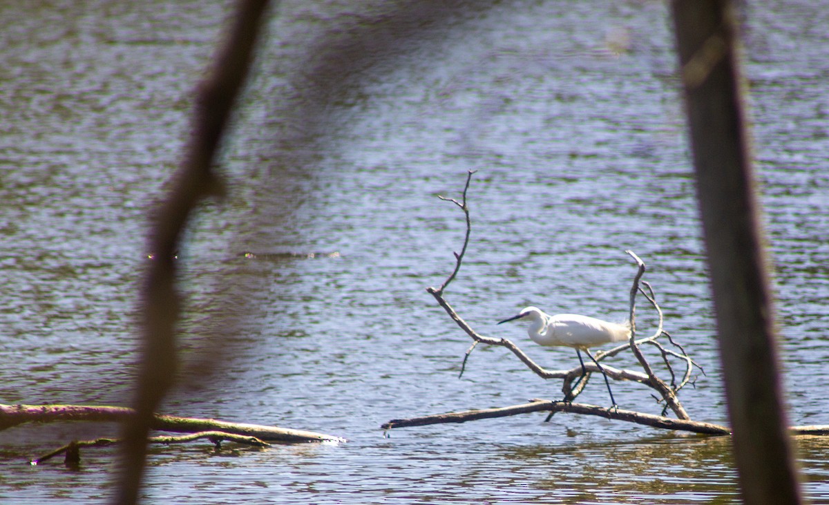 לבנית קטנה - ML645832442