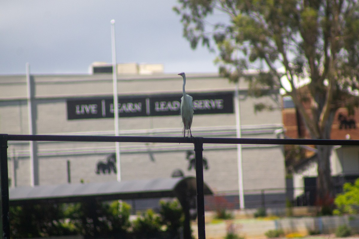 Plumed Egret - ML645832446