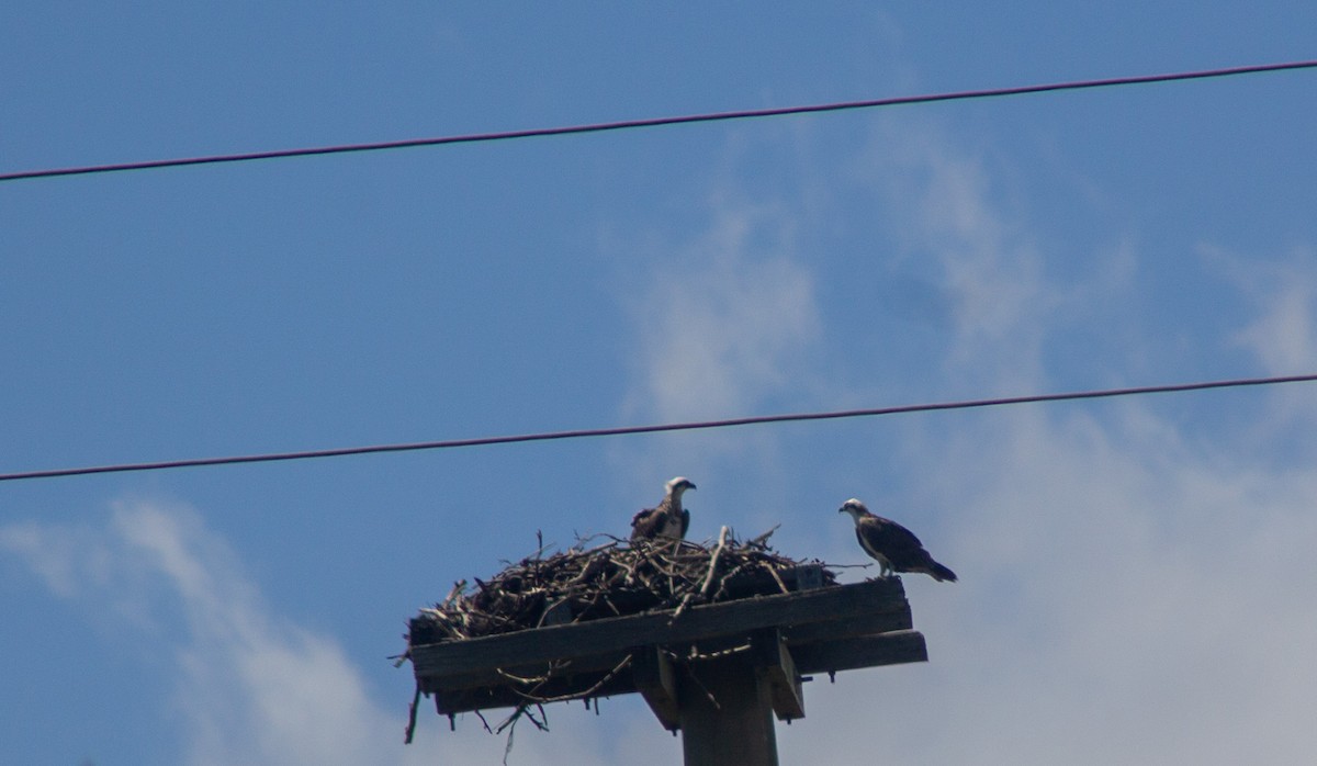 שלך - ML645832447